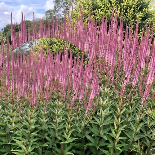 Veronicastrum virginicum 'Red Arrows' - Virgiinia männasmailane 'Red Arrows' P9/0,55L  